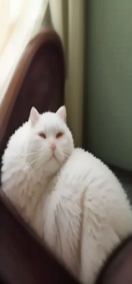 电视猫 播放器界面，底部有播放暂停控制条，右上角有投屏图标，画面干净无按钮干扰
